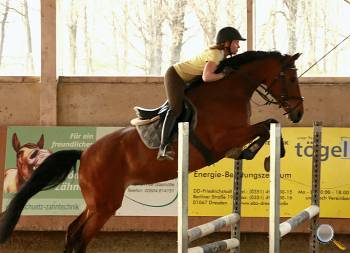 Dressur- und Springunterricht