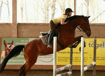 Dressur- und Springunterricht