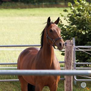 Pferd auf Einzelpaddock