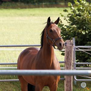 Pferd auf Einzelpaddock