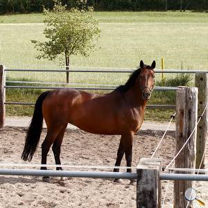 Rundgang Pferd auf Einzelpaddock