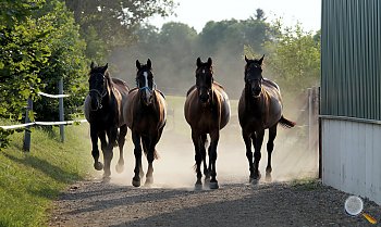 Vier Pferde im Galopp